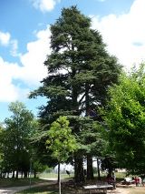 cedrus atlantica Grimper aux arbres, un loisir original de découverte de la nature en isère.
