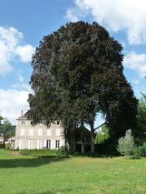 La grimpe d'arbre, una apn (activité physique de nature) différente à pratiquer proche de grenoble.