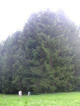 Se déplacer dans les branches comme les élagueurs, c'est possible grâce à la grimpe encadrée dans les arbres, rdv dans le vercors!