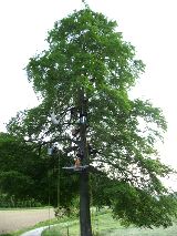 Dans la chartreuse, ou belledone, on grimpe à l'arbre avec sam'branche!