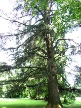 Plutot qu'une cabane dans les arbres, venez essayer nos nuits en amoureux perchés en isère.