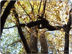 se déplacer dans les arbres